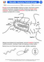 Bacteria and Viruses. 7th Grade Science Worksheets and Answer key ...