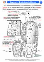 Science - Sixth Grade - Activity Lesson: Sponges, Cniderians & Worms