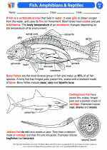 Science - Sixth Grade - Activity Lesson: Fish, Amphibians & Reptiles