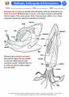 Science - Sixth Grade - Activity Lesson: Mollusks, Arthropods & Echinoderms