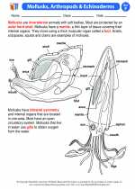 Science - Sixth Grade - Activity Lesson: Mollusks, Arthropods & Echinoderms