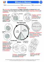 Science - Seventh Grade - Activity Lesson: Mitosis & Meiosis