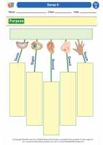 Science - First Grade - Worksheet: Sense It