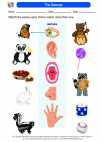 Science - First Grade - My senses - Worksheet: The Senses