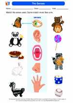 Science - First Grade - Worksheet: The Senses
