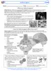 Health ED -  - Activity Lesson: Hallucinogens