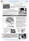 Health ED -  - Activity Lesson: Prescription Opioid Drugs