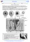 Health ED -  - Activity Lesson: Skin Cancer