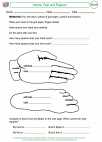 Mathematics - Second Grade - Activity Lesson: Hands, Feet and Flippers