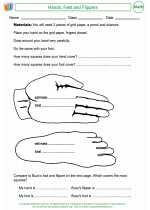 Mathematics - Second Grade - Activity Lesson: Hands, Feet and Flippers